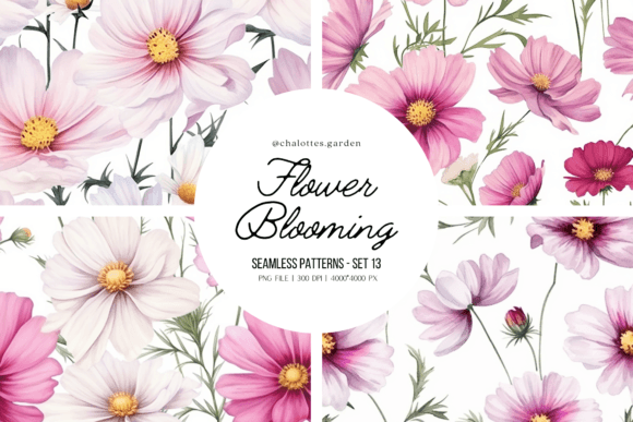 Cosmos Flowers Blooming Patterns